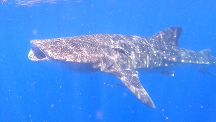 Naklejka premium whale shark 