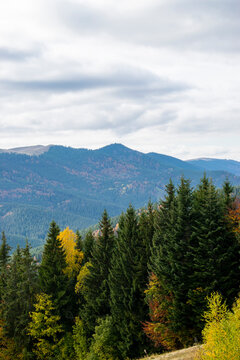 Mountain landscape with fir forest © Ruslan