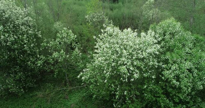 Flight over several Bird cherry trees, Prunus padus blooming on a spring day in Estonia.	