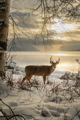 Whitetail Buck on the Shore of Lake Macdonald in Glacier National Park