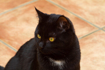 A black cat on the garden ,Italian cat.European kittens.Animal lover