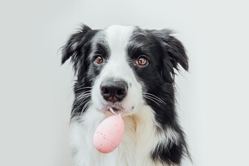 Happy Easter concept. Preparation for holiday. Cute puppy dog border collie holding Easter egg in...