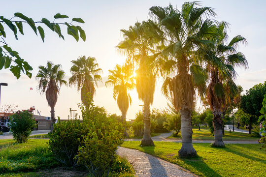 Palm trees along beach promenade at sunset