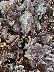 Der Frost auf den Eichenblättern 