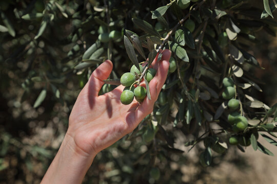 Human hand holding olives at tree branch, farmer and olive plant in Mediterranean countries