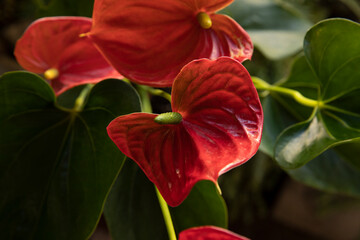 Selective focus on an Anthurium andreanum, also known as Flamingo Flower plant, green red flowers blooming in the garden.