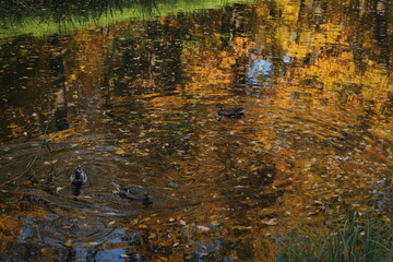 Ducks swim in the water among the yellow foliage in autumn