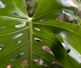 Selective focus on aMonstera deliciosa, also known as split leaf Philodendron stem and big, bright green leaf underside white ornamental holes and nerves. © Gonzalo