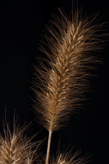 meadow grasses on black background