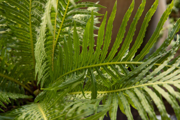 Leaves background and pattern. Closeup view of Blechnum gibbum, also known as miniature tree fern, beautiful frond and leaflets texture and green color.