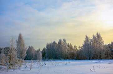 Nature. Beautiful winter landscape. Trees in the snow, a city park for recreation.