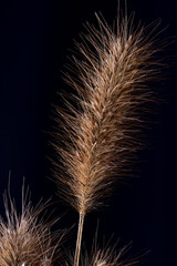 meadow grasses on black background
