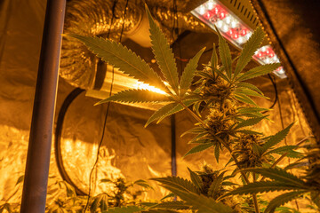 Indoor growing potted Marijuana with professional lights.