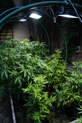 Outdoor growing potted Marijuana with professional lights.