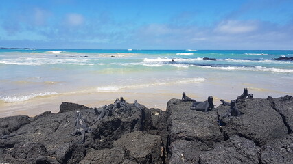 Marine iguanas basking in the sun at the beach on the island of Isabela, Galapagos archipelago.