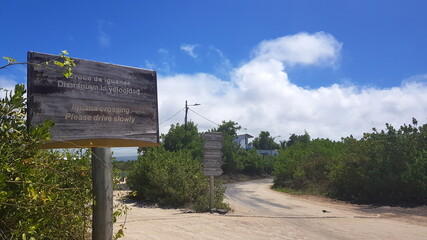 A marine iguana crossing a road at the Warning sign of iguanas crossing on the island of Isabela, Galapagos archipelago.