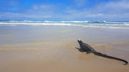 A marine iguana basking in the sun at the beach on the island of Isabela, Galapagos archipelago.