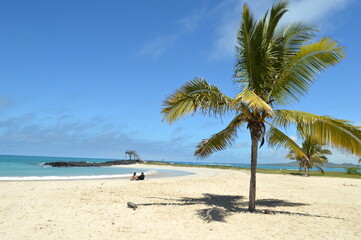 A couple is chilling at a sandy beach on the island of Isabela, Galapagos archipelago.