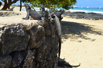 Marine iguanas basking in the sun at the beach on the island of Isabela, Galapagos archipelago.