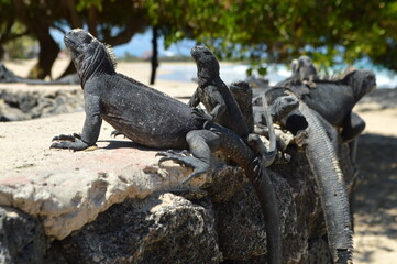 Marine iguanas basking in the sun at the beach on the island of Isabela, Galapagos archipelago.