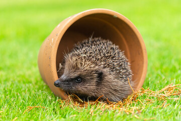 Hedgehog in garden (Scientific name: Erinaceus Europaeus) wild, free roaming hedgehog, taken at...