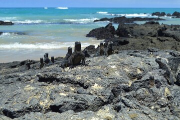Marine iguanas basking in the sun at the beach on the island of Isabela, Galapagos archipelago.
