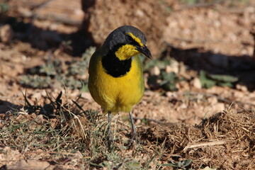 Bokmakierie, Addo Elephant Park
