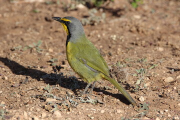 Bokmakierie, Addo Elephant Park