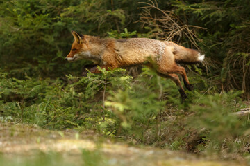 Rotfuchs im Wald