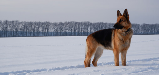 German shepherd stay in the snow winter, dawn, walk the dog