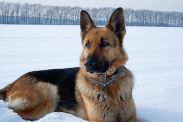 Winter portrait of the Dog. German shepherd dog lies in the snow. Walking with the animal in winter.