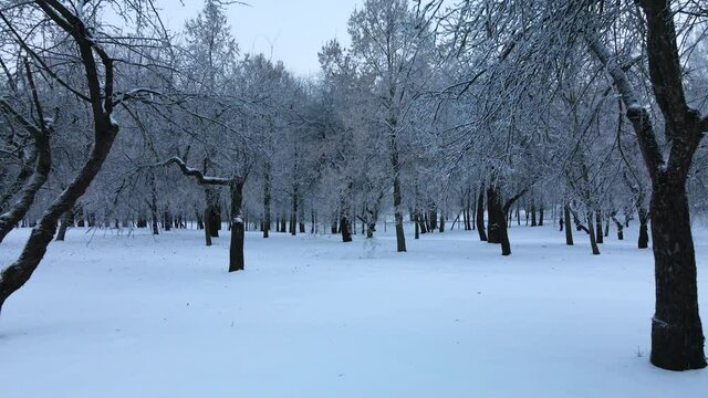 Winter city garden.  Trees in the snow. Flying over a snow-covered park. Small height. Aerial photography.
