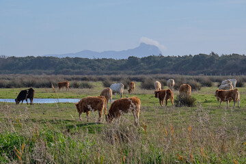 Cows by Lake Fogliano, Circeo National Park, Italy