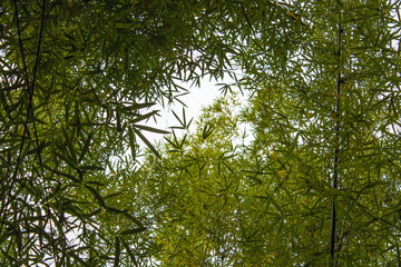 leaves and sky, bamboo leaves with sky background