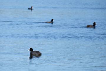 Coots (folaghe) at Lake Fogliano, Circeo National Park, Italy