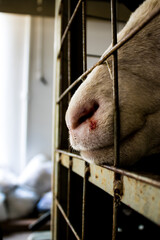 Cara de oveja contra reja con sangre en el hocico, crueldad animal. experimentacion animal