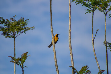 Toche macho (Icterus chrysater) en arbol de gualanday