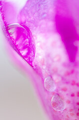 Macro Droplets Flowers
