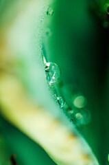 Macro Droplets Flowers