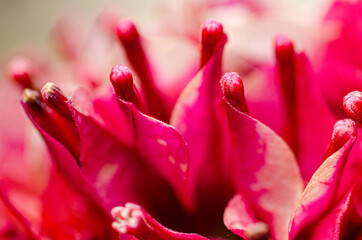 Macro Droplets Flowers