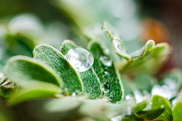 Macro Droplets Flowers