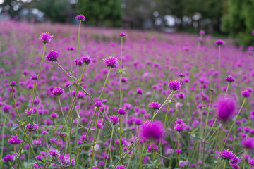 아름다운 들판 가득한 보라색 꽃들
