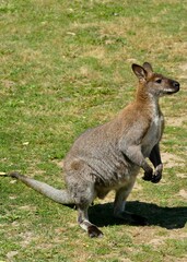 Naklejka na ściany i meble Kangourou wallaby vu de profile