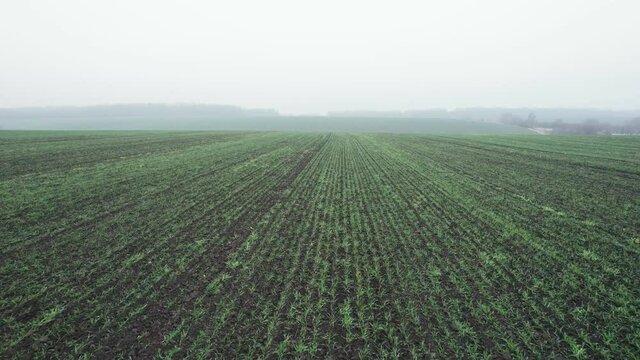 Fast motion along long parallel rows of small green seedlings planted in fertilized soil on farm field in spring. Aerial
