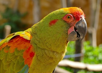 Portrait d’un perroquet Ara vert © rysan34
