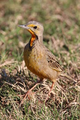 Cape Longclaw, Addo Elephant Park