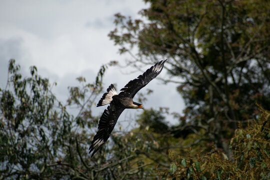 caracara cheriway Carraco volando entre la la naturaleza