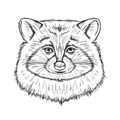 Funny Racoon Face Isolated on white.