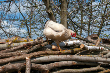 Domestic chickens in the fresh air. Rural circumstances.