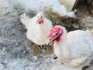 Turkeys on snowy ground on farm. From above white turkeys standing on cold snowy ground in enclosure on winter day on farm